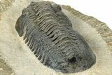 Morocconites Trilobite Fossil - Pathological Rostrum #300028-4